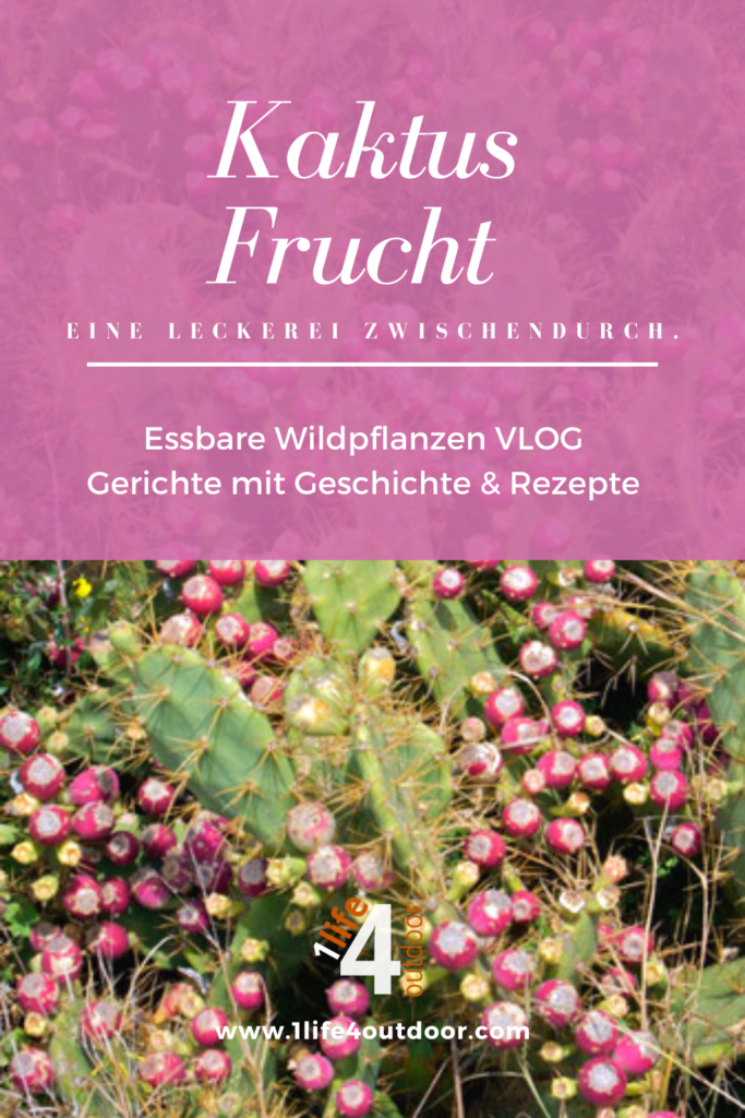 Essbare Wildpflanzen - Kaktus Frucht.