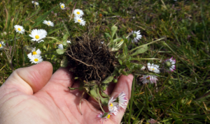 Kartoffelsalat „Mal Anders“ mit Gänseblümchen