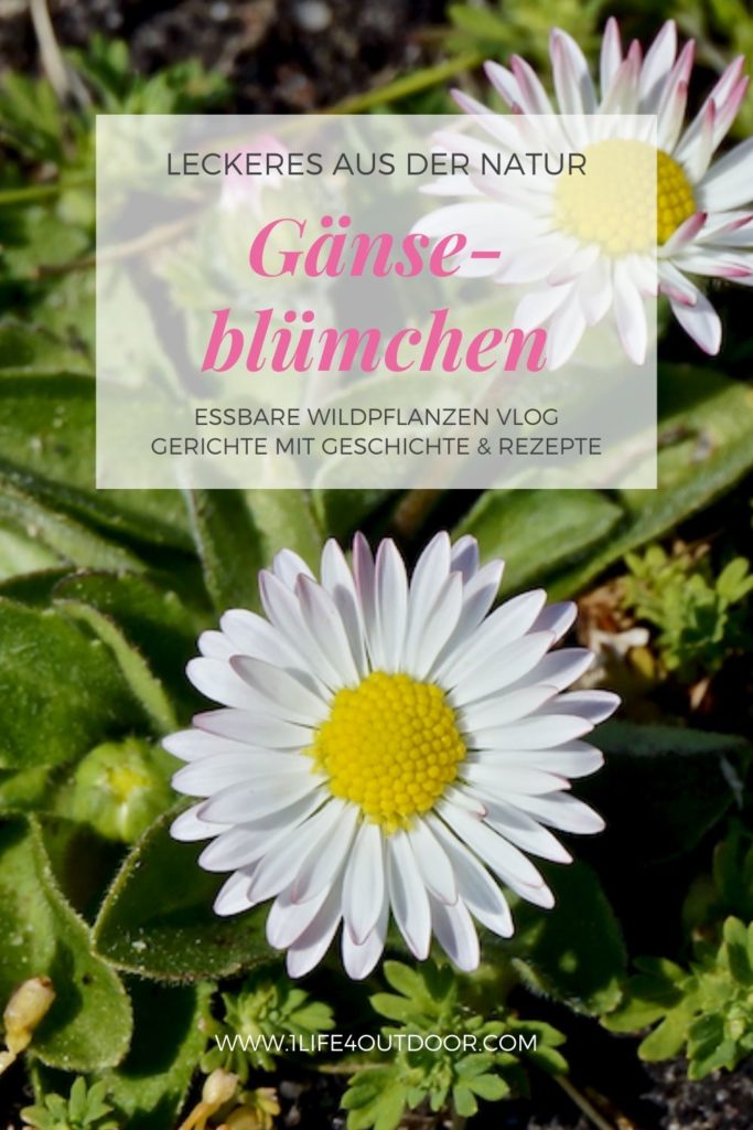 Rezept Gänseblümchen.